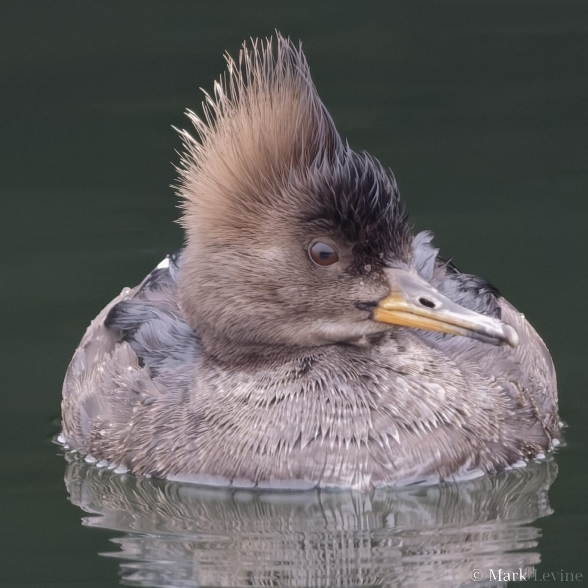 Hooded Merganser