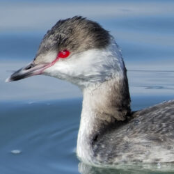 Horned Grebe