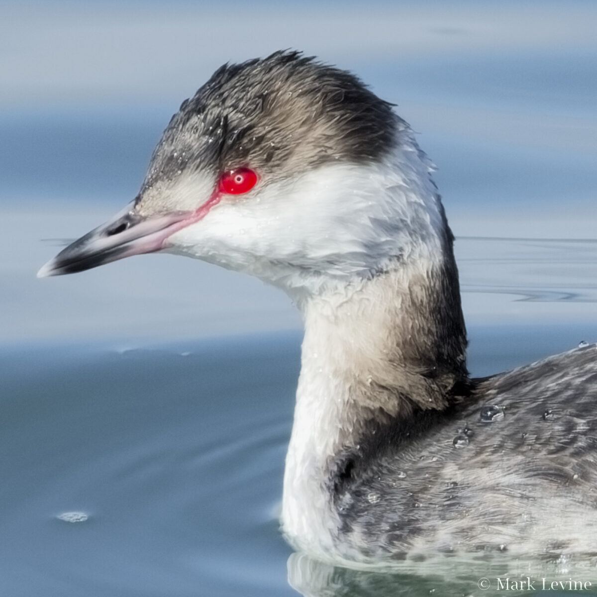 Horned Grebe