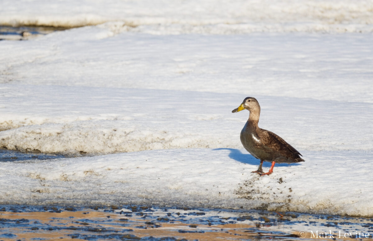 Muddy Ducky