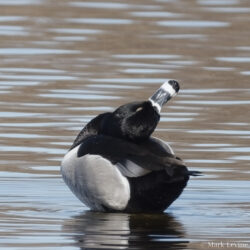 Ring-necked Duck Stretching