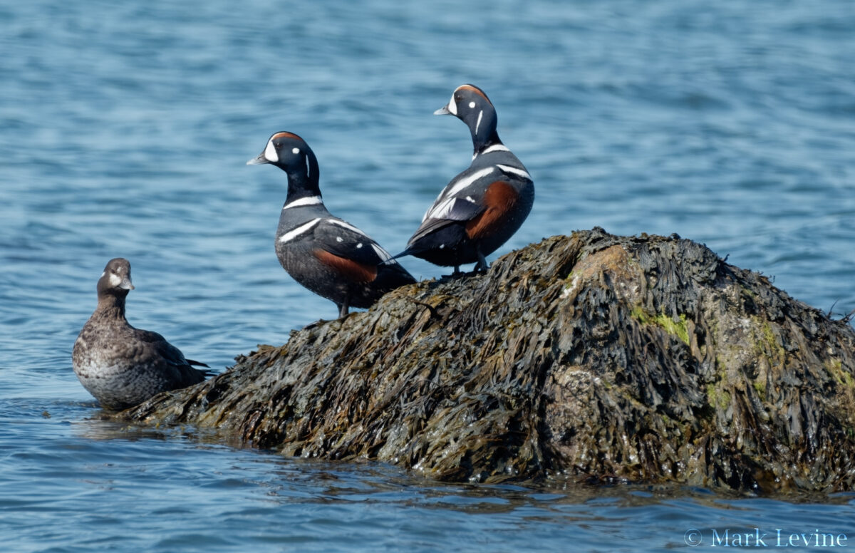 Harlequin Ducks