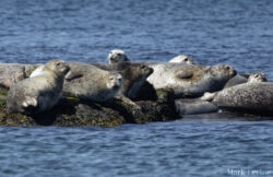 Harbor Seal Colony
