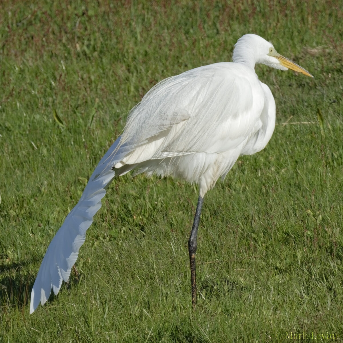 Great Egret Doing Yoga
