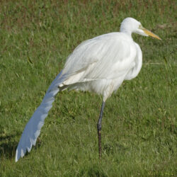 Great Egret Doing Yoga