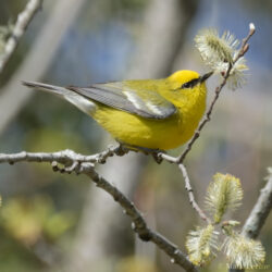 Blue-winged Warbler
