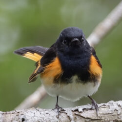 American Redstart