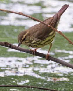 Northern Waterthrush