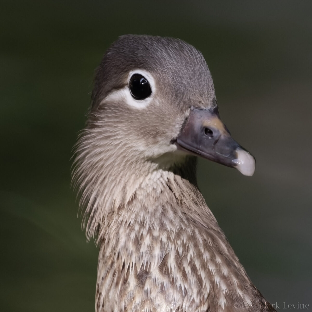 Mandarin Duck hen