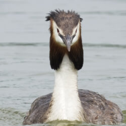 Great Crested Grebe