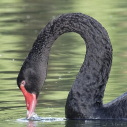 Black Swan