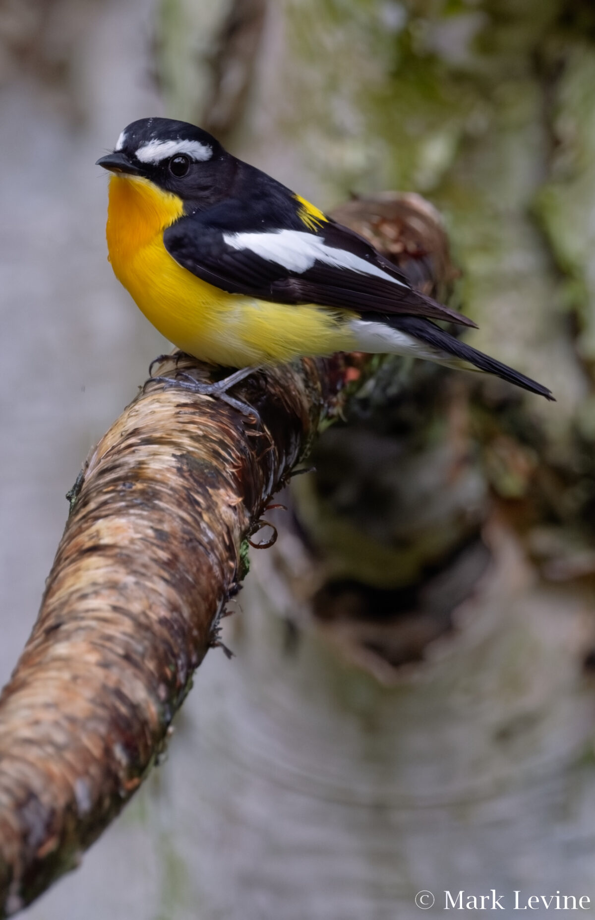 Yellow-rumped Flycatcher
