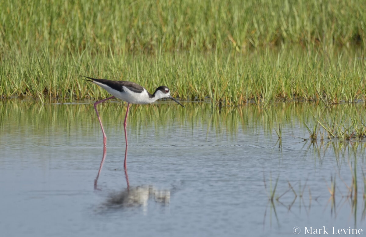 Black-necked Stilt