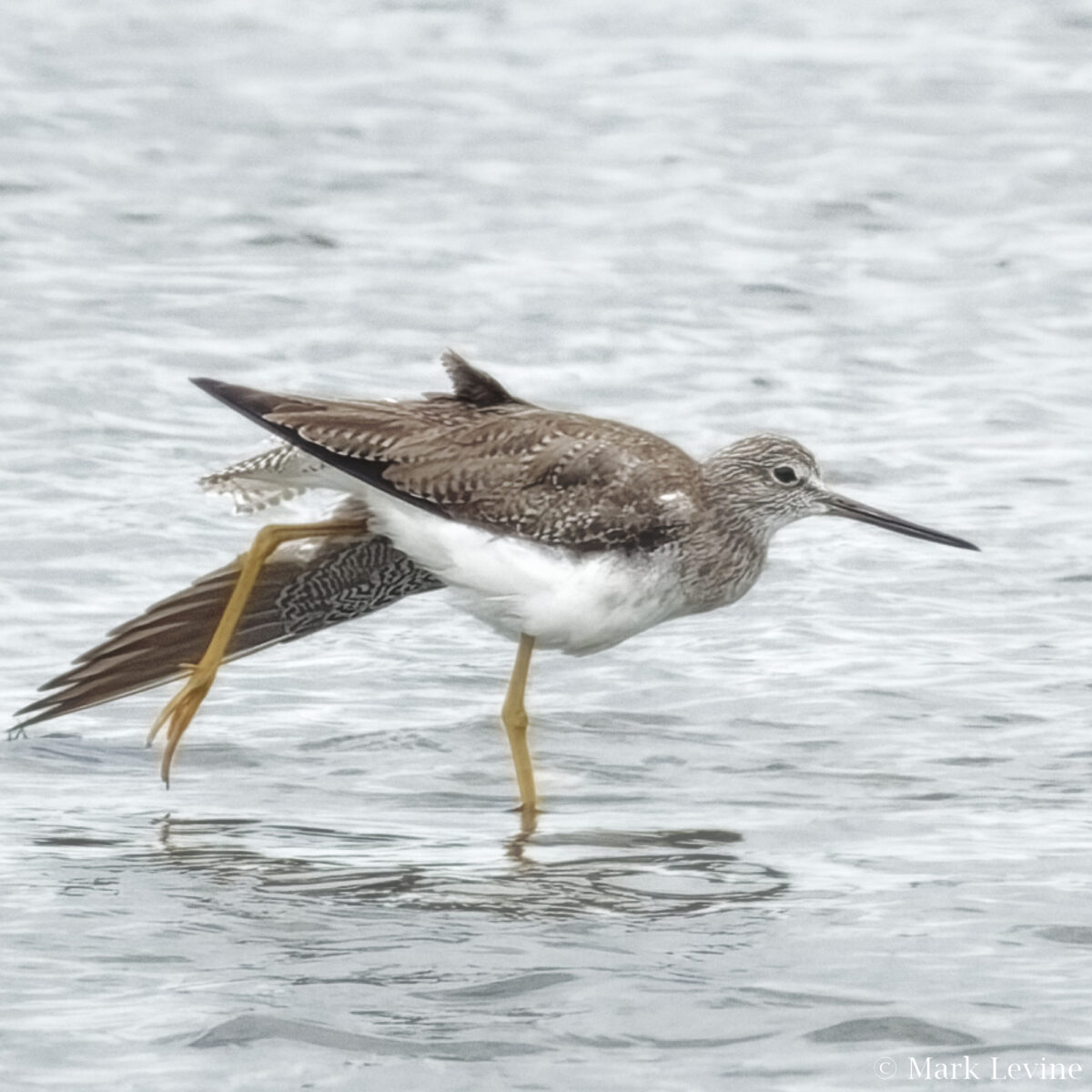 Yellowlegs Doing Yoga