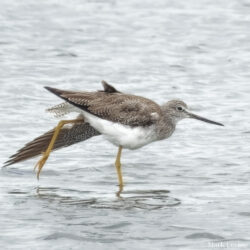 Yellowlegs Doing Yoga