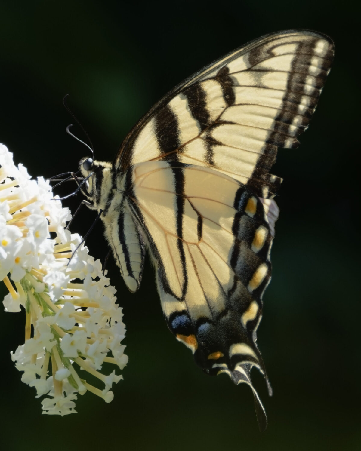 Eastern Tiger Swallowtail #1