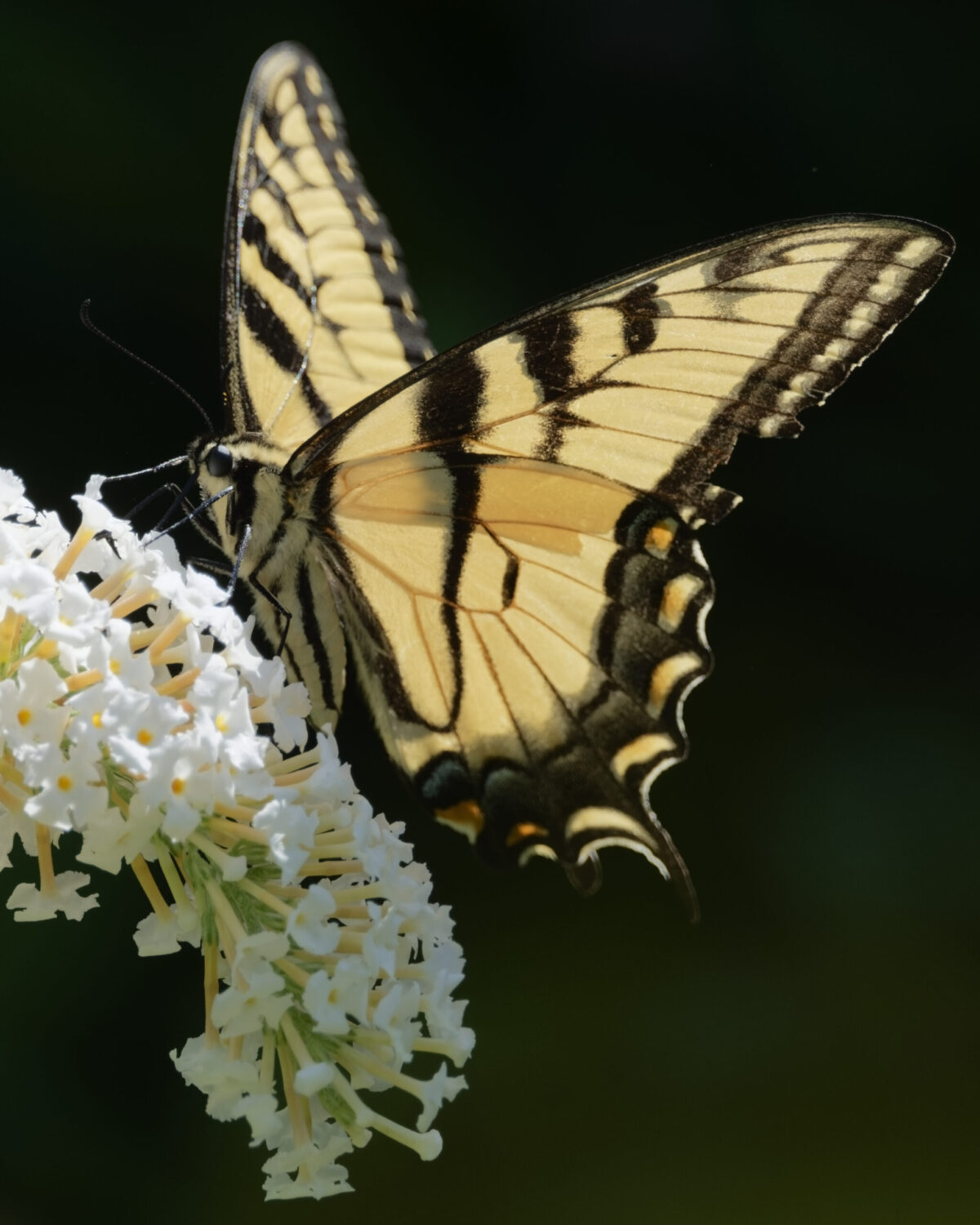 Eastern Tiger Swallowtail #2