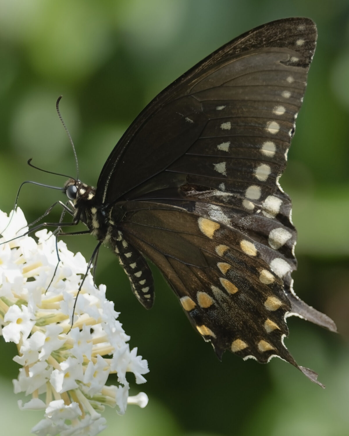 Spicebush Swallowtail
