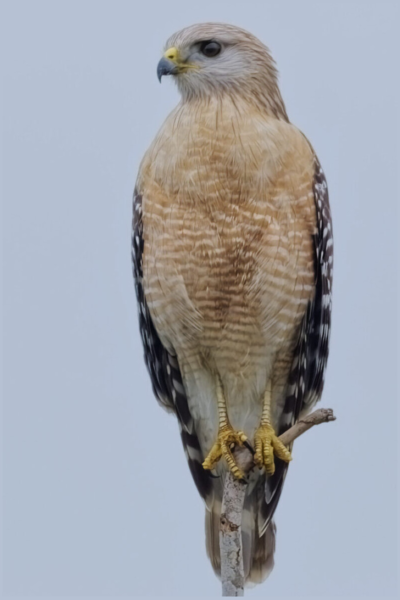 Tippy Top Hawk