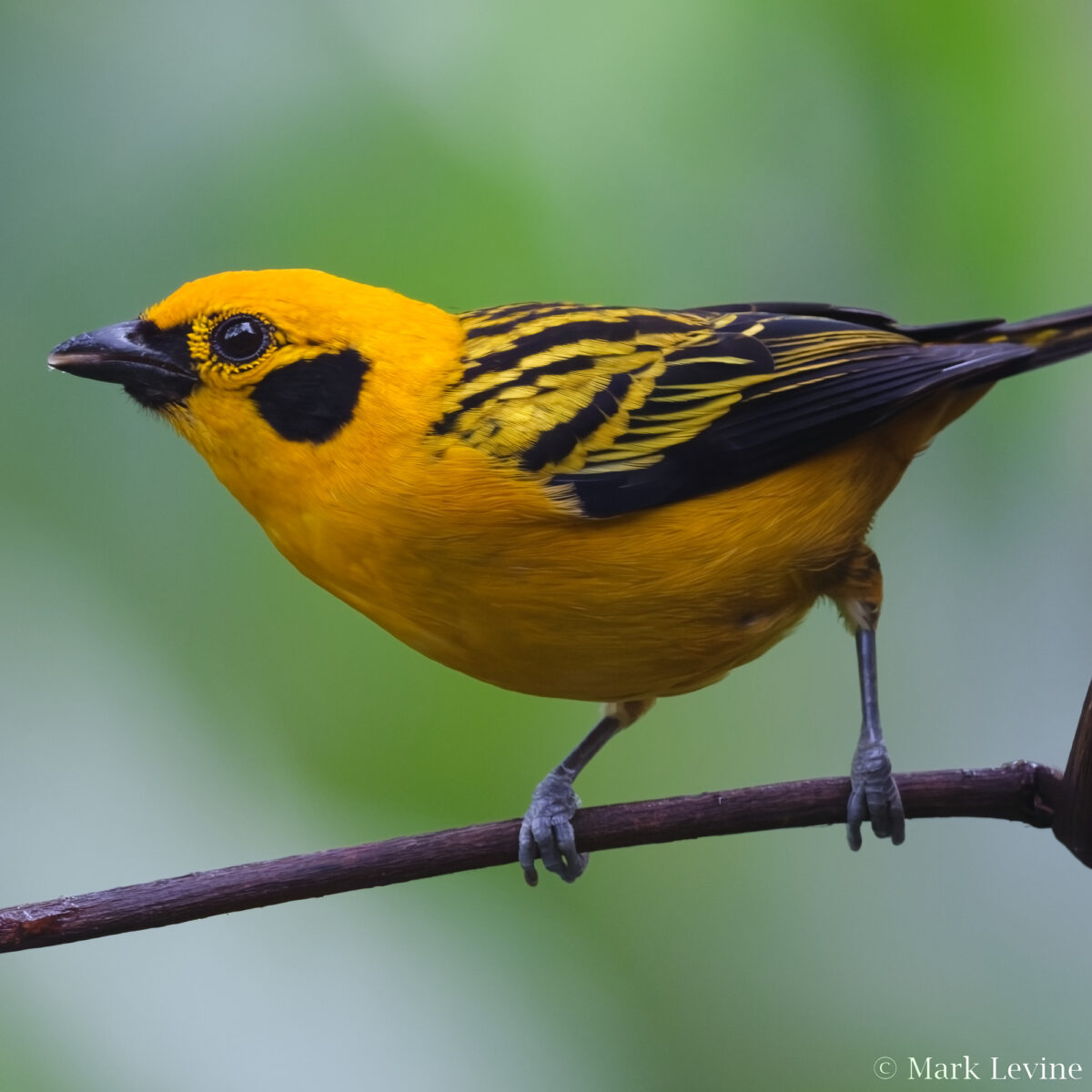 Golden Tanager