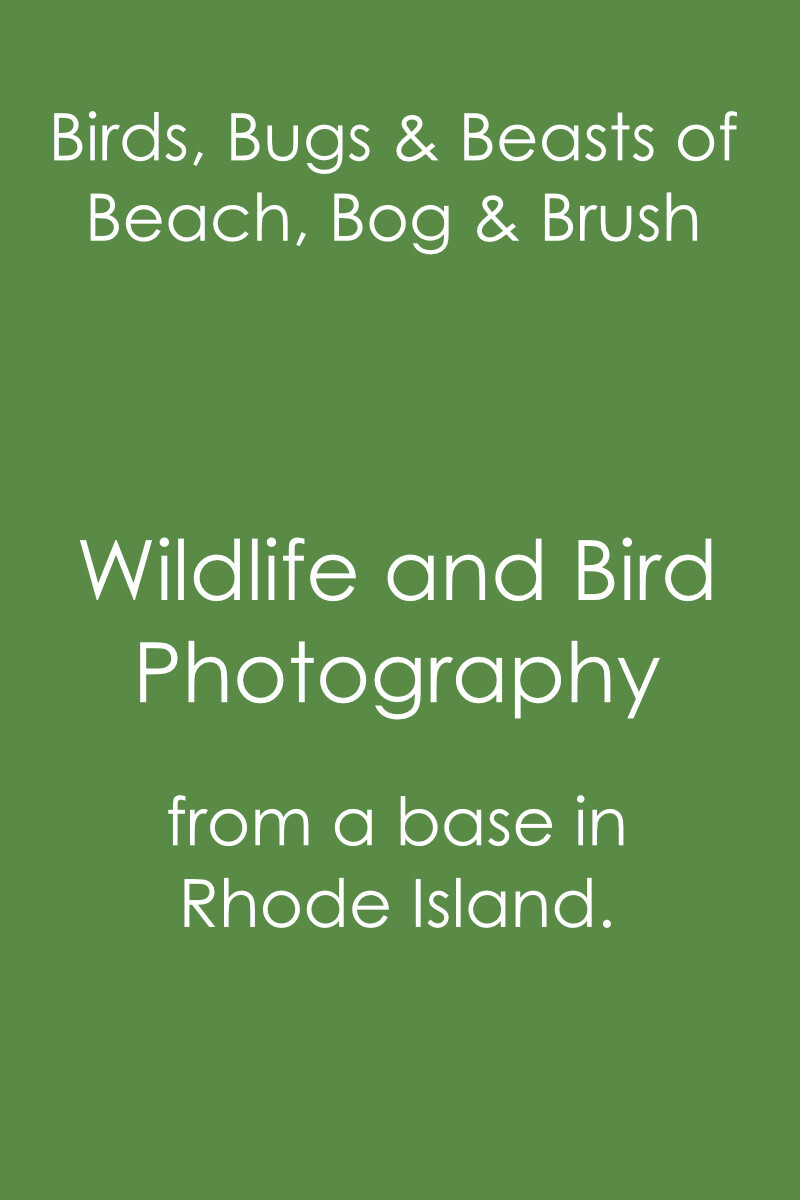 white on green promo text